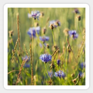 Cornflower Sticker